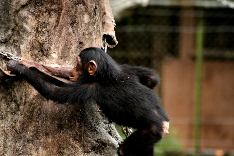 a chimpan hanging off the side of a tree