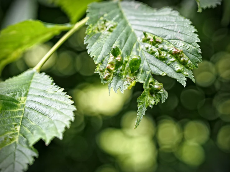 the green leaves are wet and covered with water