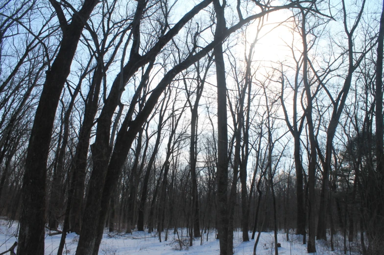 a snowy, wooded landscape on a sunny day