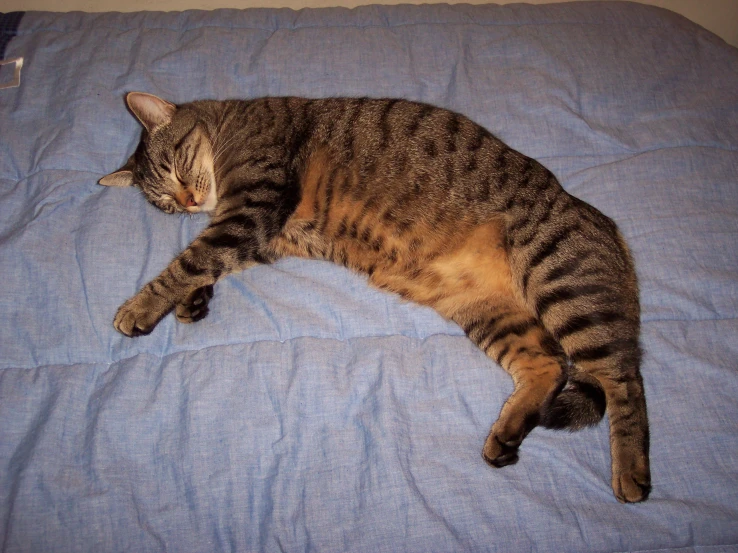 the large brown and black cat is asleep on the blanket