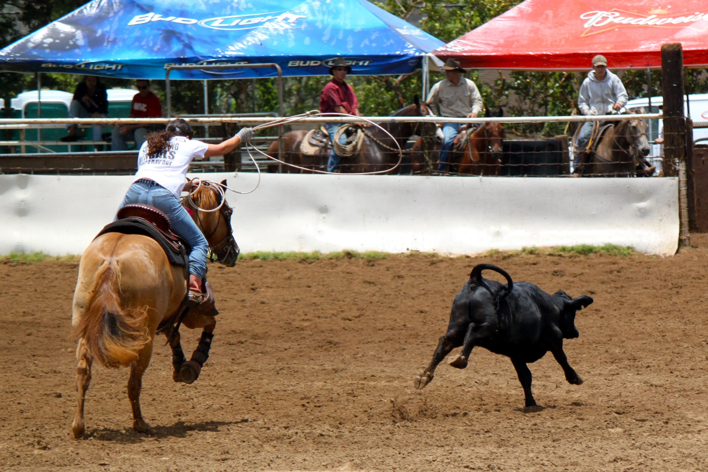 two people riding horses near a black bull