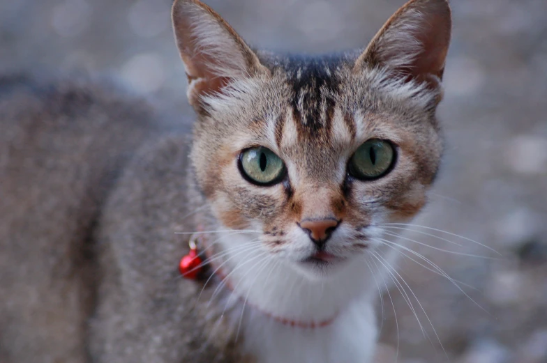 a close - up po of the face of a cat with green eyes