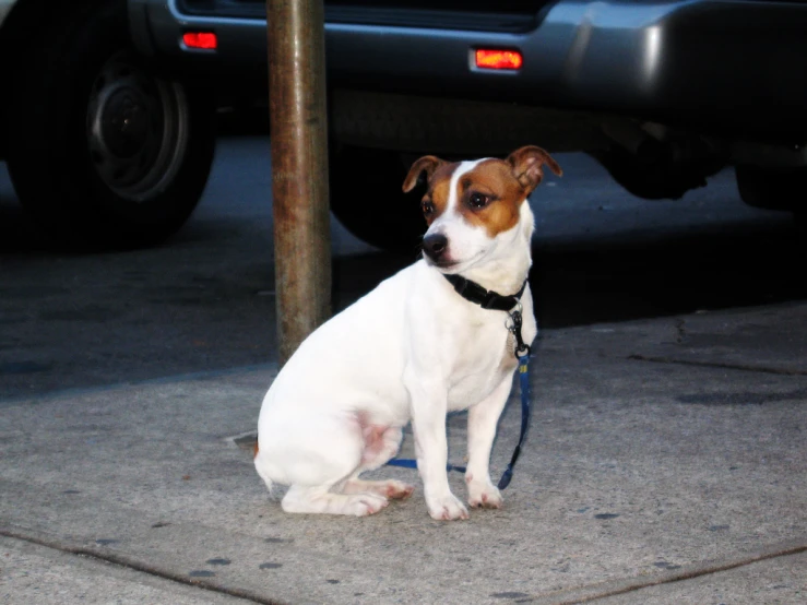 a dog sitting on the sidewalk next to a pole