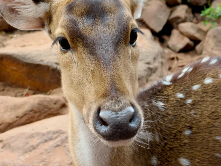 this is an image of a young deer