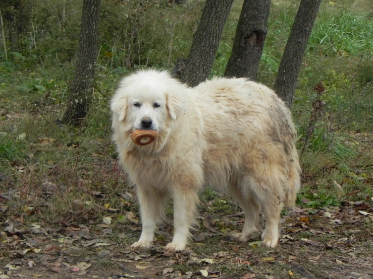 the large gy dog is eating some food