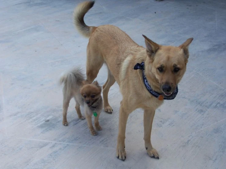 a brown dog and a brown dog walk together