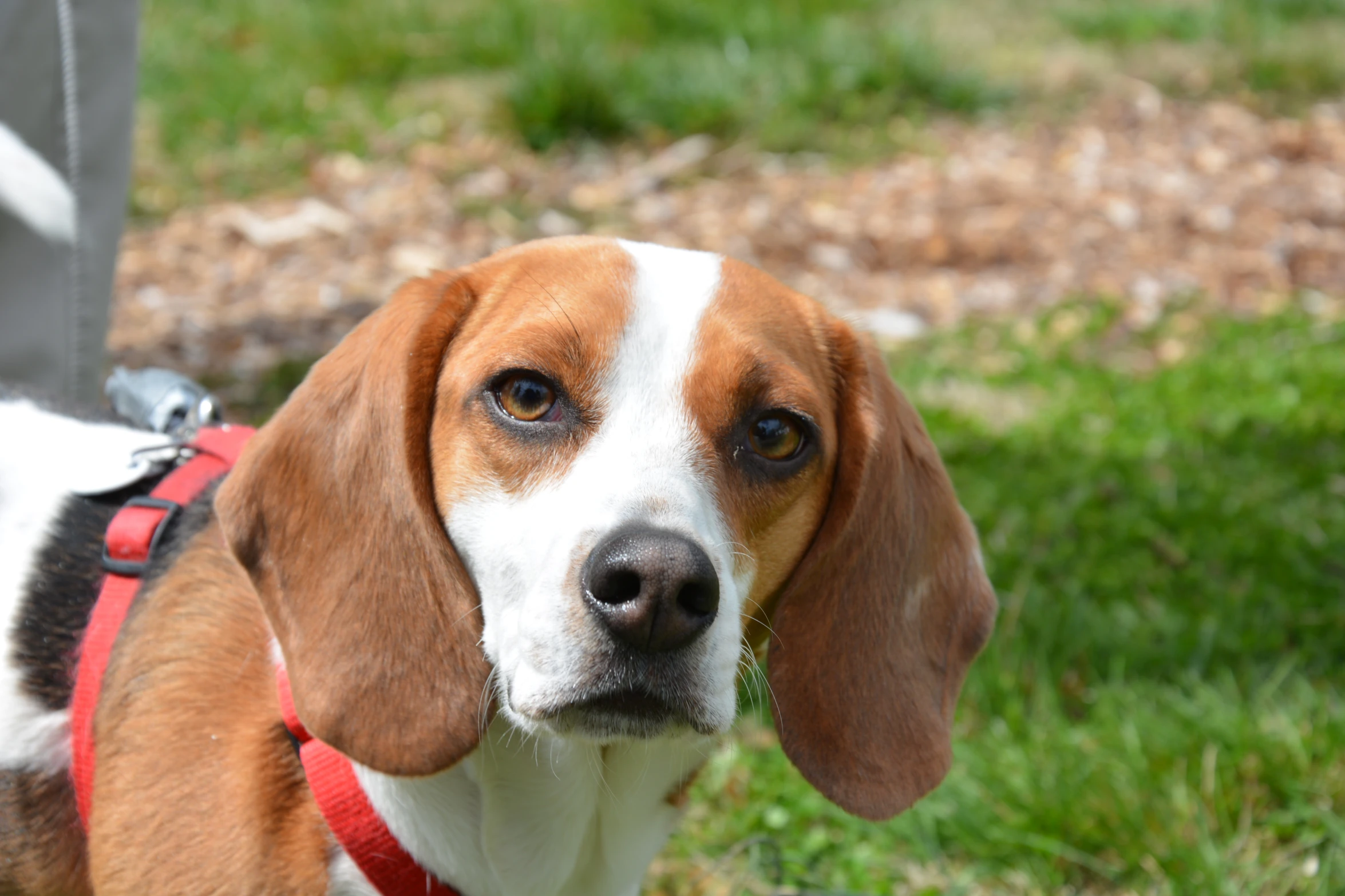 a brown and white dog with harness on sitting next to another dog