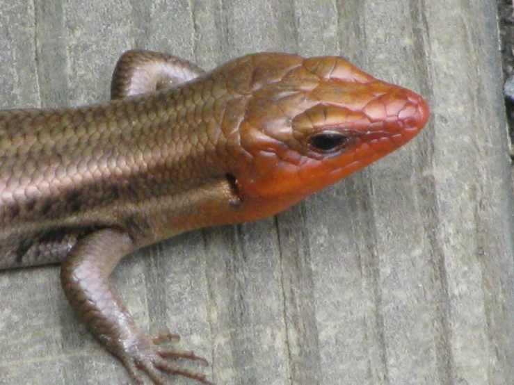 a large brown snake laying on top of concrete