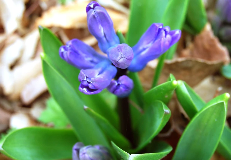 some very pretty purple flowers with green leaves