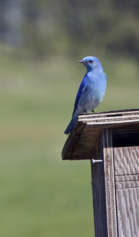 a blue bird is sitting on a small birdhouse