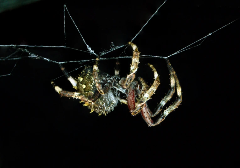 a very large spider sitting on top of it's web