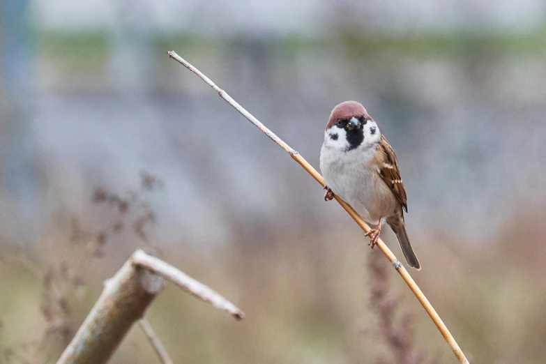 a small brown bird perched on top of a small nch