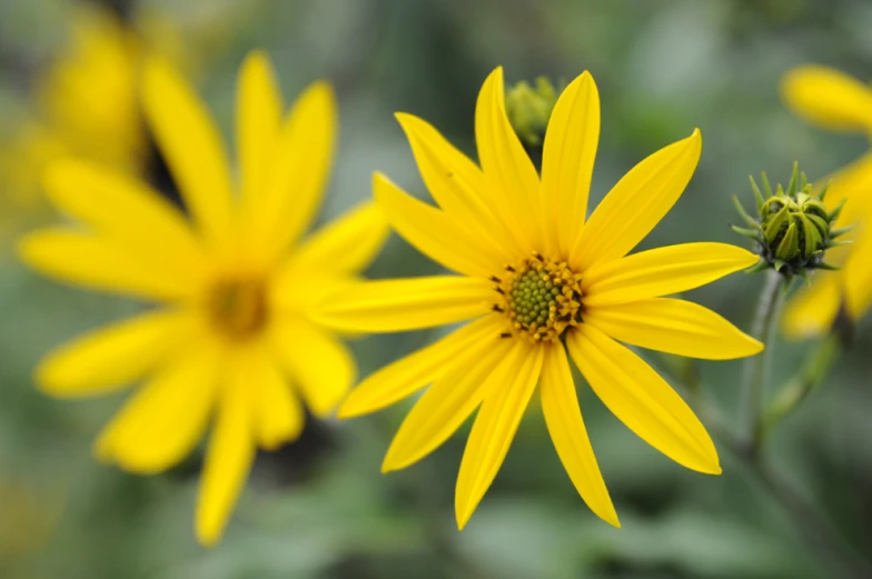 the flowers in this plant are yellow and very pretty