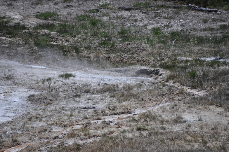 the po is showing muddy field with grass and flowers