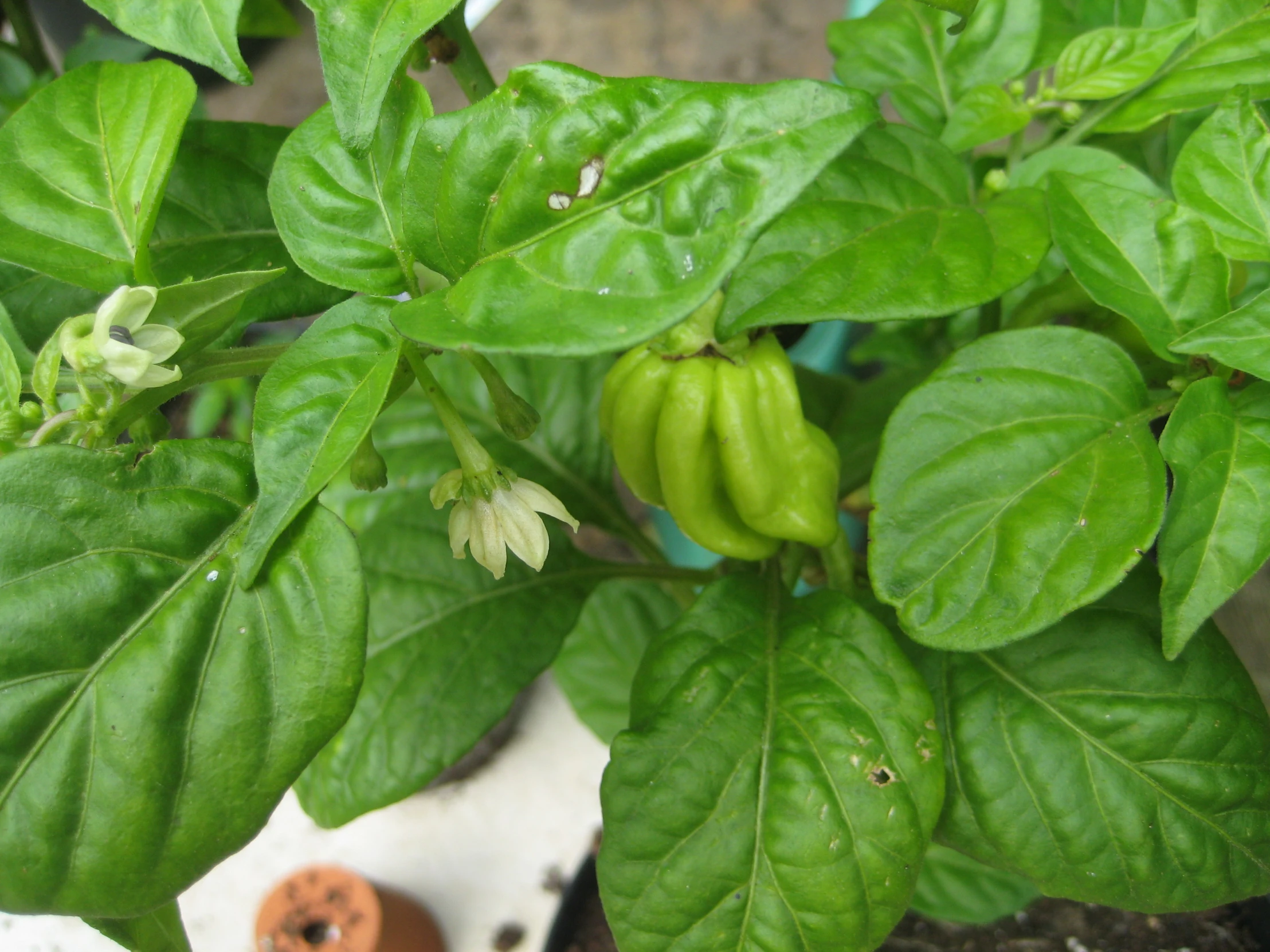 green pepper plant with lots of leaves in the middle