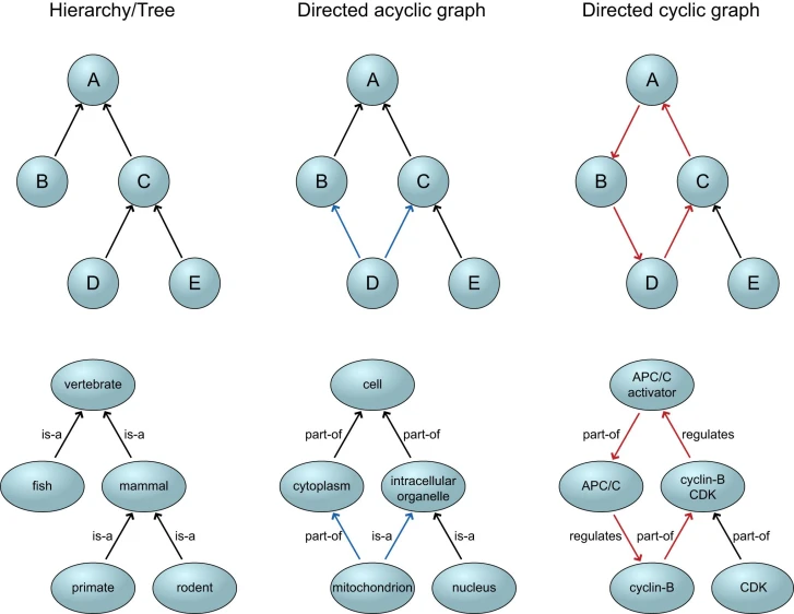 a graph with a diagram of two tree nches