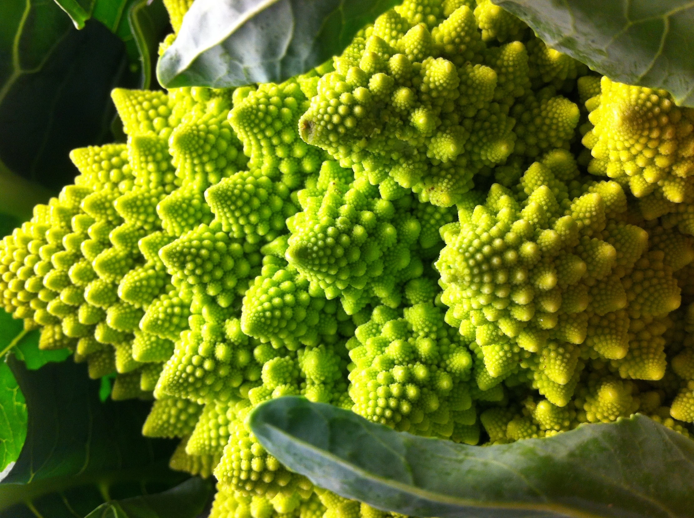 green leaves with flowers and stems growing