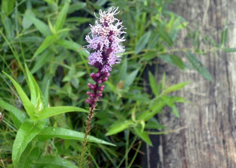 purple wildflower standing in the grass near a wood post