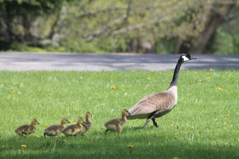 an adult duck walks in a green field with her young ducks