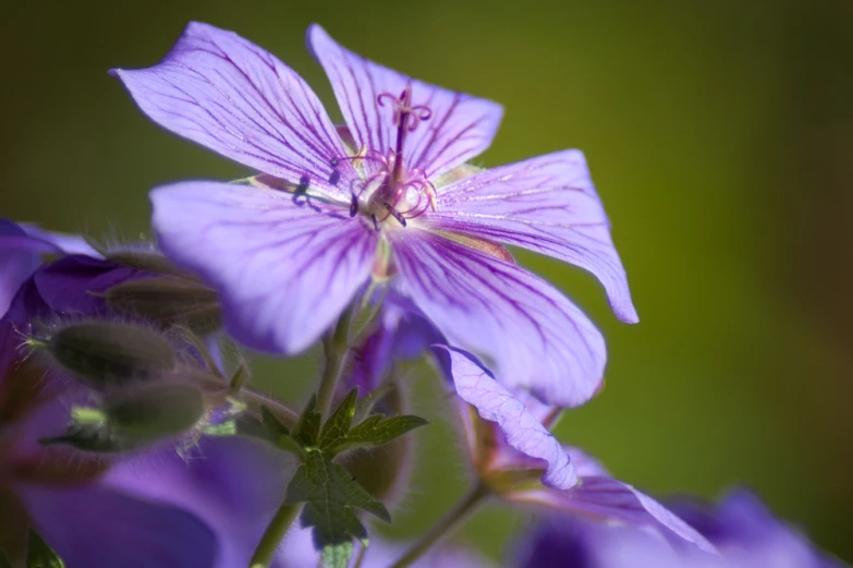 a purple flower with leaves sticking out of it