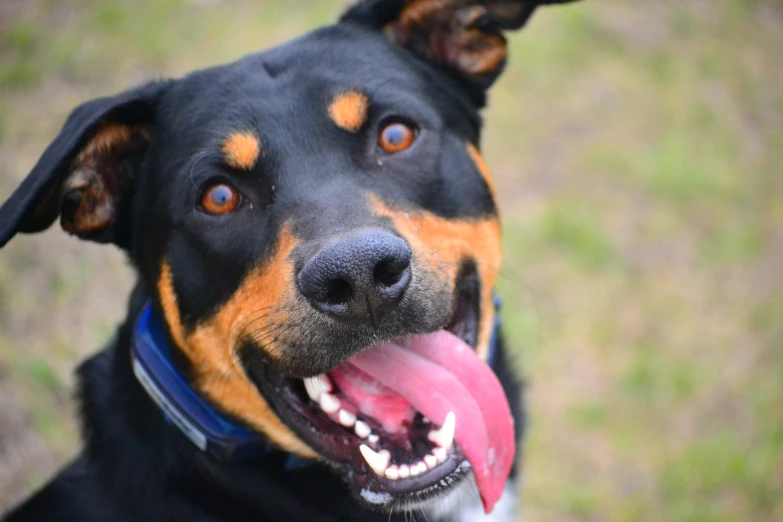 a very cute looking dog with its tongue out