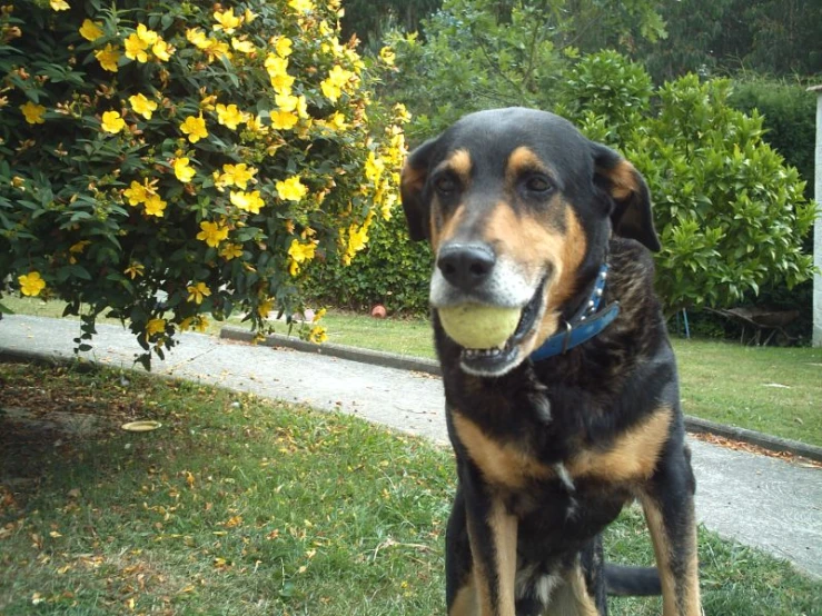 a brown and black dog with a ball in its mouth sitting on grass