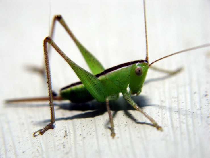 a green insect sitting on top of a white surface