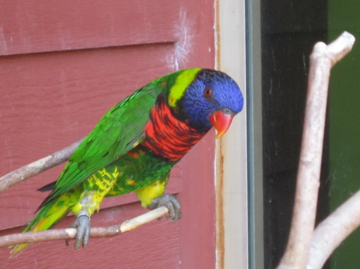 a colorful bird is perched on top of the nch