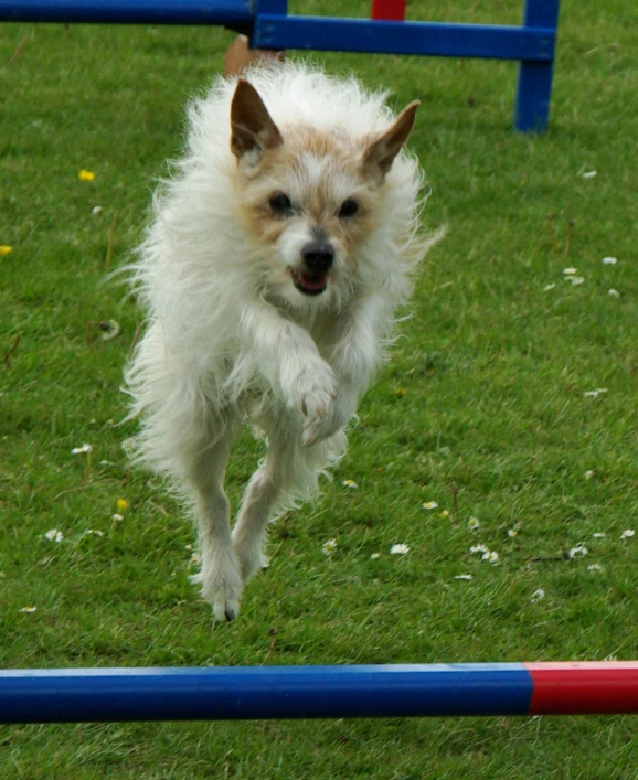 a small white dog runs past two red blue colored bars