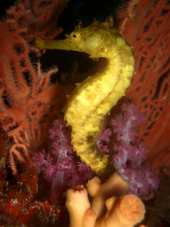 yellow slug crawling on a purple coral