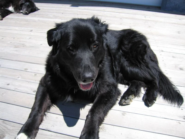 a large black dog laying on top of a wooden floor