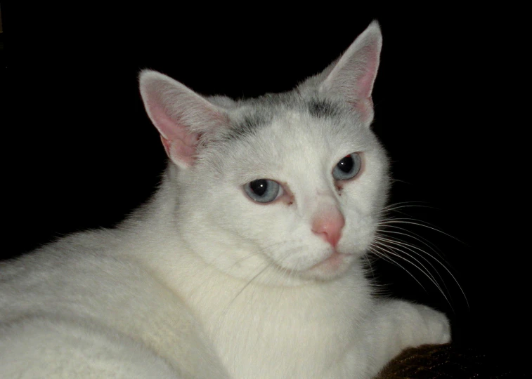 a white kitten with blue eyes staring directly at the camera
