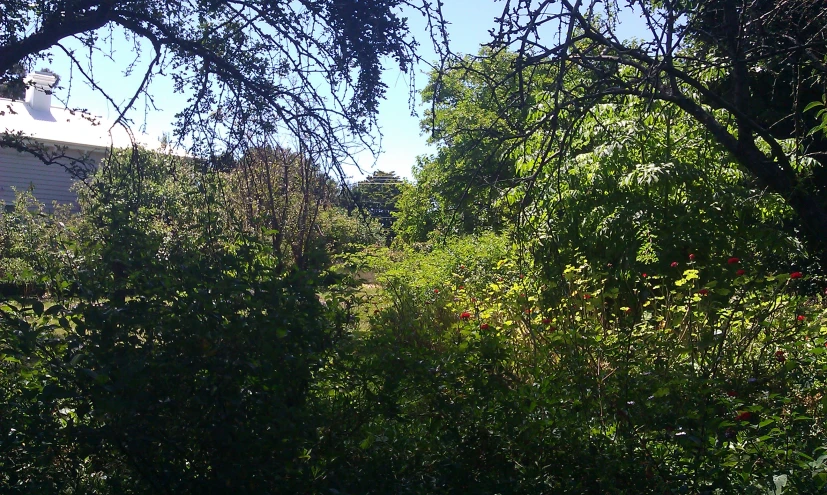 view of tree and building in distance through thick foliage