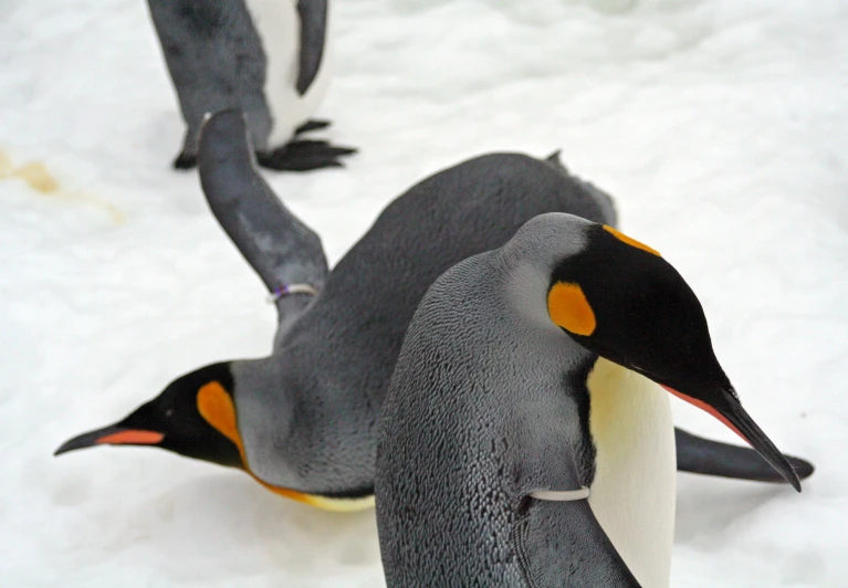 two penguins, one with yellow beaks and one with gray tail, standing in the snow