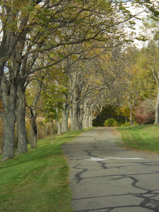 a bicycle is parked on the grass by some trees