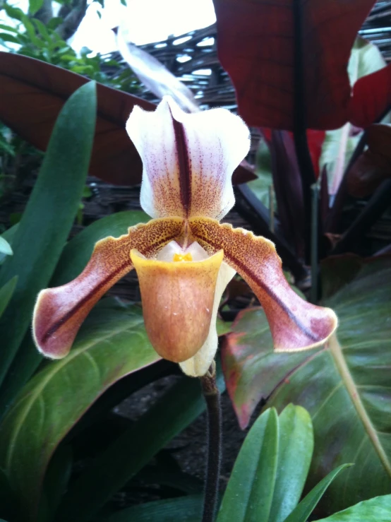 there is a white and brown flower with brown tips