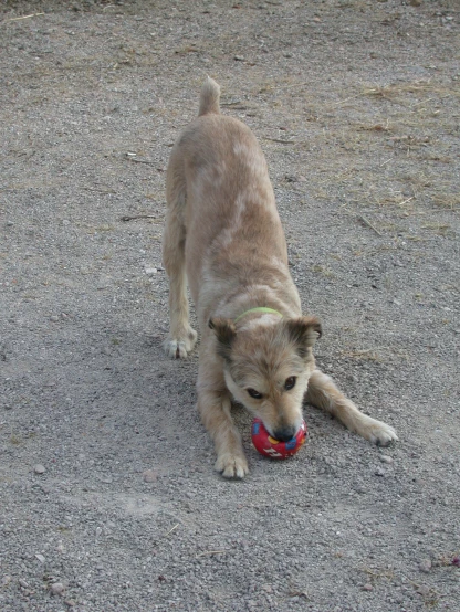 a brown puppy with a ball on a patch of cement