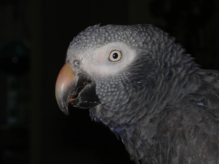 a close up po of a bird with dark background