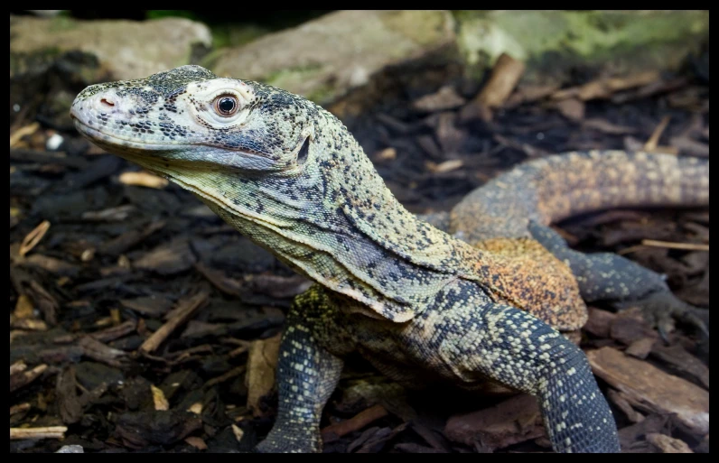 an ornate lizard on the ground next to rocks