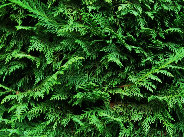 close up view of evergreen needles on the tree