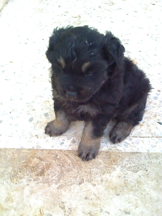 a puppy is sitting on the concrete floor