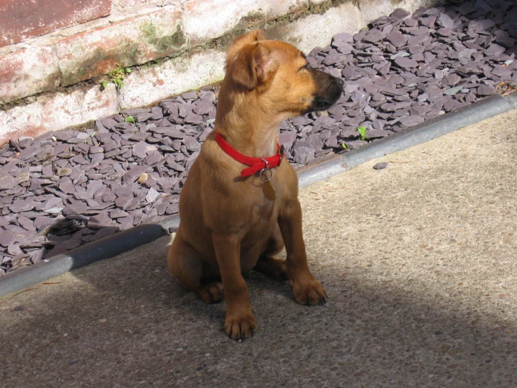 a dog is sitting down and looking up