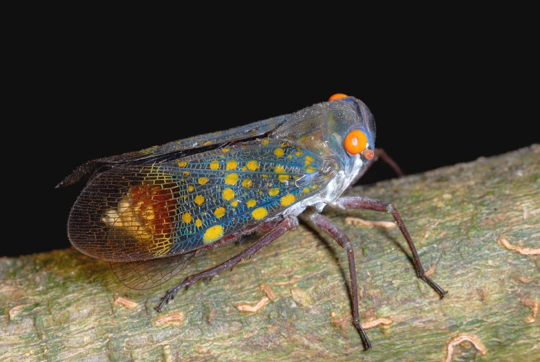 a long - legged bug with orange yellow spots sitting on a nch