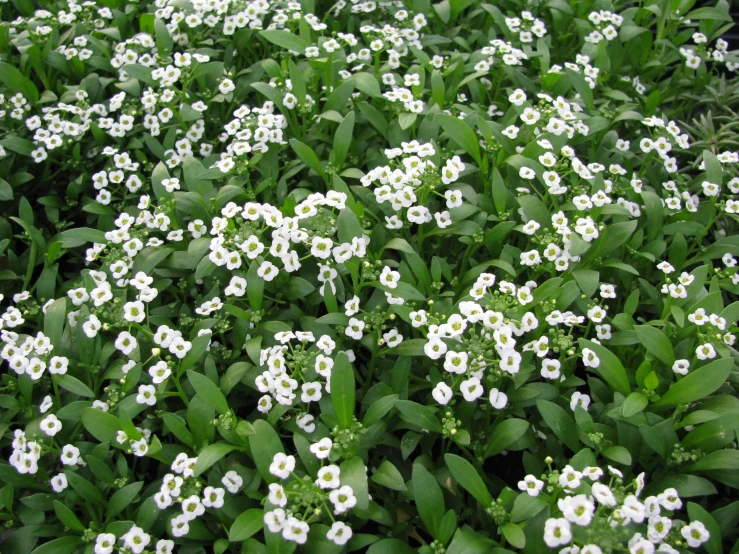 white and green flowers on the ground