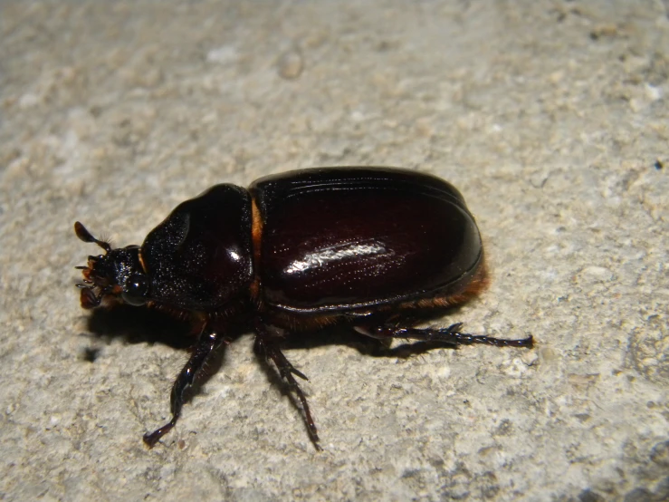 an image of a beetle that is very large