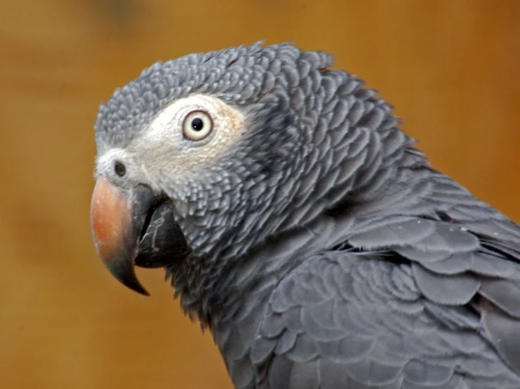 a very cute looking parrot with gray feathers