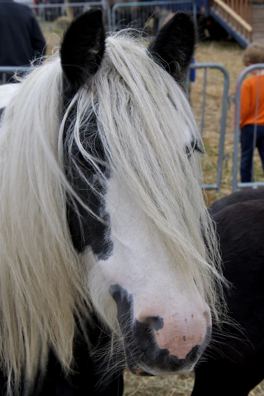 the manes are almost as thick as the head of a horse