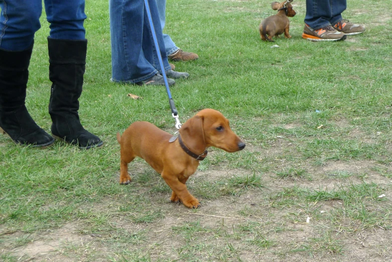 a small brown dog tied to a leash with his owner's feet