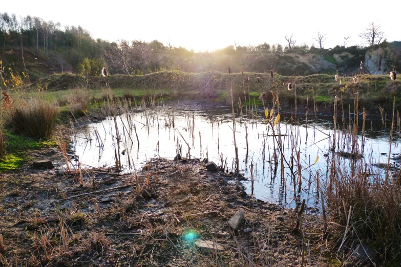 a pond with trees and grass in the foreground