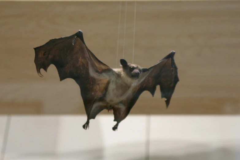 a bat suspended from the ceiling in a room